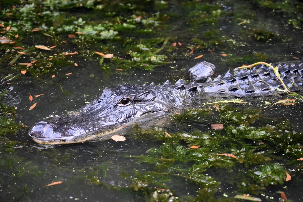 Alligator in Louisiana