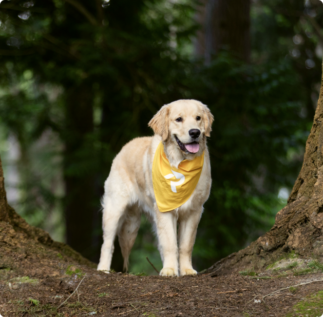 Rate Retriever dog in nature