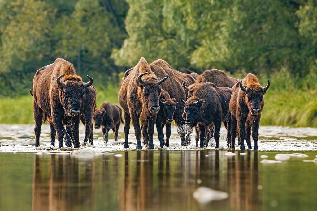 Bison in North Dakota