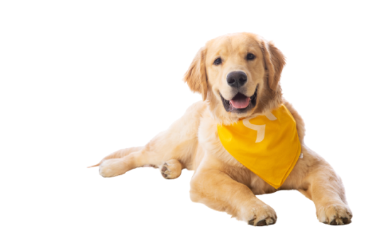 Rate Retriever mascot